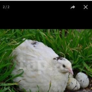 Texas sortu (ag etlik) bildircinlerin mayali  yumurtalarin satiram  1e