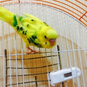 Papuqay satilir 2.ay yarimligdi cexden donmedi. Qiymet sondur awagi ye