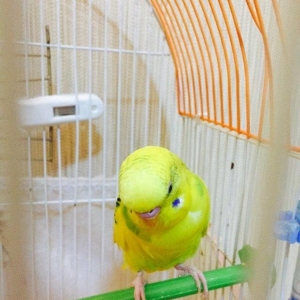 Papuqay satilir 2.ay yarimligdi cexden donmedi. Qiymet sondur awagi ye