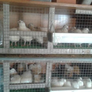 Texas sortu (ag etlik ) bildircinlerin mayali yumurtasin satiram 1eded