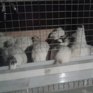 Texas sortu (ag etlik ) bildircinlerin mayali yumurtasin satiram 1eded