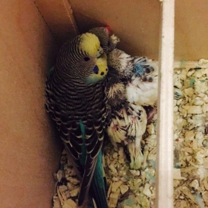 Papuqay satılır 1.yaw yarımlıgdı 3.defe bala verib balalarına cox yaxw