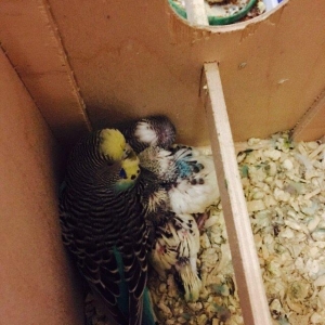 Papuqay satılır 1.yaw yarımlıgdı 3.defe bala verib balalarına cox yaxw