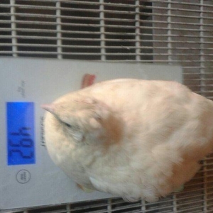 Texas sortu olan bildircinlerin mayali yumurtasin satiram 400,500 qram