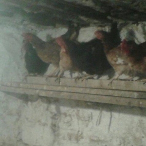 Kend toyuqlari var satiwda 1 ededi 8 azn hamsin al