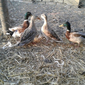 cöl ördeyleri nadir rengde gümüşü ve gizili 