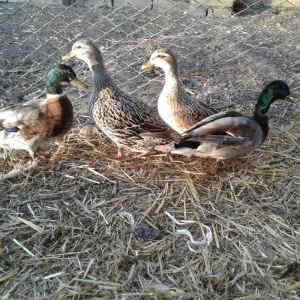 cöl ördeyleri nadir rengde gümüşü ve gizili real alijilar zeng vursun