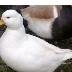 call duck bantam ördey en balaja ördey nesilidi 