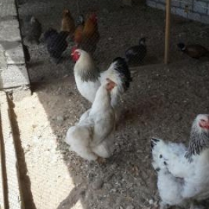 Brama orpinqton avstrolop favarel plemutrok sibrayt yokahama sumatra p