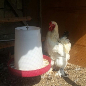 Layt dark buff qold ag bramaorpinqton ve koxin xoruzlari satilir