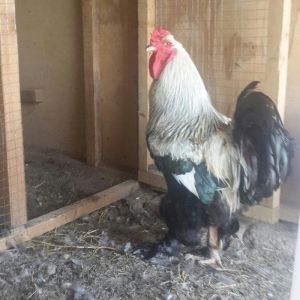 Layt dark buff qold ag bramaorpinqton ve koxin xoruzlari satilir