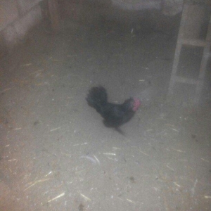 şəkilde gördüyünüz yaponka xoruz satilir. Tam saqlamdi. Qiymeti 14 man