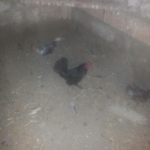 şəkilde gördüyünüz yaponka xoruz satilir. Tam saqlamdi. Qiymeti 14 man