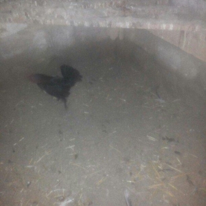 şəkilde gördüyünüz yaponka xoruz satilir. Tam saqlamdi. Qiymeti 14 man