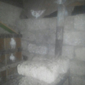 14 ədəd tərkizmə göyerçin satilir. Tam saqlamdilar. Optovoy 48 Manat.