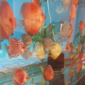 salam Diskus baliqlari tam saglam ve iri olcudediler ikinci ve ucuncu