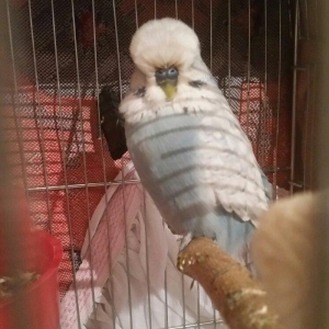 Temiz qan Show Jumbo cutluk satilir saqlamliqina cavabdehem il yarimli