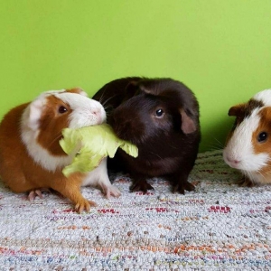 dəniz donuzu. 15 manata. 3 aylıqdilar erkek disi