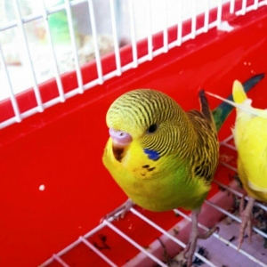 Saglam iki ay yarimliq erkek satilir ele oyretmek 