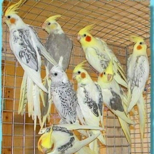 40 cut gozel renglerde bala veren hazir cut korellalar satilir saqlaml