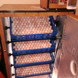 inkubatorlarin satisi ve yigilmasi. tam avtomatik is rejiminde isleyir