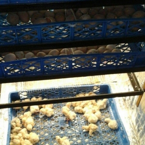 inkubator yigilir, tam avtomatik is rejimine malikdir. her bir sey avt