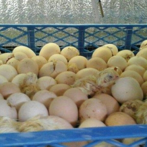 inkubator yigilir, tam avtomatik is rejimine malikdir. her bir sey avt