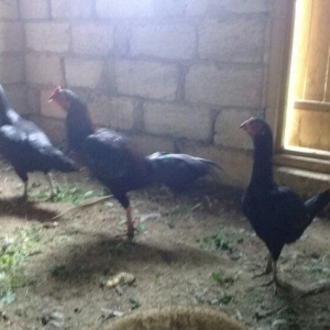 heratiler satilir 3 fere 1 xoruz tam saglamdilar hec bir problemi yoxd