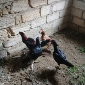 heratiler satilir 3 fere 1 xoruz tam saglamdilar hec bir problemi yoxd