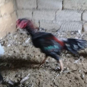 heratiler satilir 3 fere 1 xoruz tam saglamdilar hec bir problemi yoxd