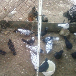 Goyercin 18eded goercindi ebrew cilbaw qara kekilidi xana qariwiq sati