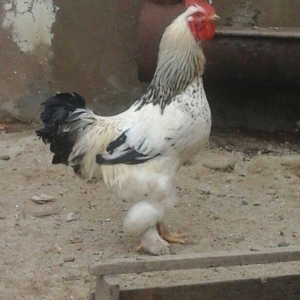 Saqlam brama xoyrzu 1il6ay  60az sqiyme son pirallahida yasiyiram waca