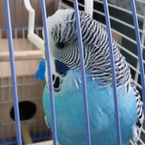 Ev seraitinde vitaminlerle baxilan 3 ayliq  erkek cex papuqay satilir.