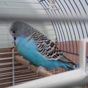 Ev seraitinde vitaminlerle baxilan 3 ayliq  erkek cex papuqay satilir.