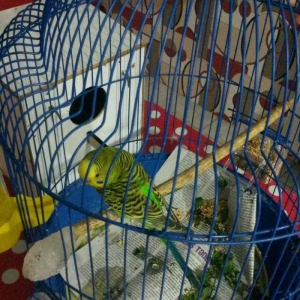 Cüt papuqay. Dişi 6 yumurta üstündəqəfəs yuva bir yerdə satılır whatsa