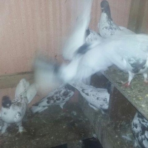 quşlar 4 cütdür.1 cüt ana 3 cüt baladan clxma.250 manat son qiymət.quş