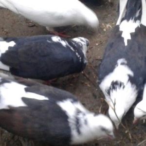 Ev göyərçinləri, qara, ağ, qara - ağ, ünvan Quba şəhər Cəfər Cabbarlı