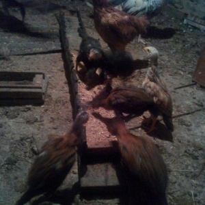 heyrati Ozbek. bu cutun balalari satilir sekilde gorunen cuceler 2 ayl