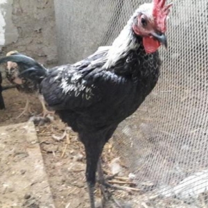 Sekildaki xoruzun ferasini aliram. Ya pulla yada digar dekorativ