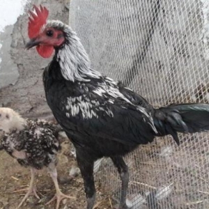 Sekildaki xoruzun ferasini aliram. Ya pulla yada digar dekorativ