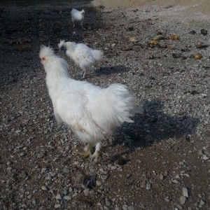 Ponpon xoruz 5 aylıqdı tam sağlam beş barmaqd