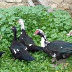 5 denesi bir erkek dört dişi 100 manat satılır amerika cinsidir tecili