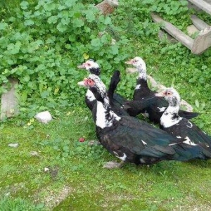 5 denesi bir erkek dört dişi 100 manat satılır amerika cinsidir tecili