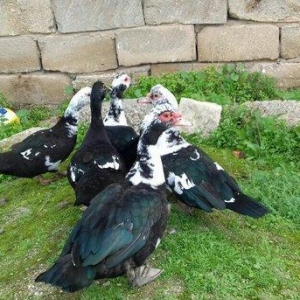 5 denesi bir erkek dört dişi 100 manat satılır amerika cinsidir tecili