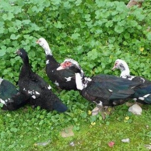 5 denesi bir erkek dört dişi 100 manat satılır amerika cinsidir tecili