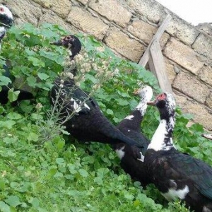 5 denesi bir erkek dört dişi 100 manat satılır amerika cinsidir tecili