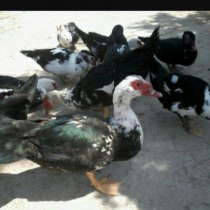 5 denesi bir erkek dört dişi 100 manat satılır amerika cinsidir tecili