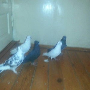 kekililer 12 13 14 tukler beside mayadi optum qiymete gore narahat etm