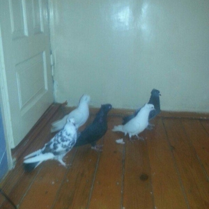 kekililer 12 13 14 tukler beside mayadi optum qiymete gore narahat etm