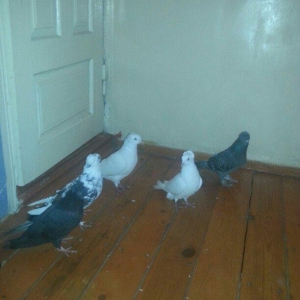 kekililer 12 13 14 tukler beside mayadi optum qiymete gore narahat etm